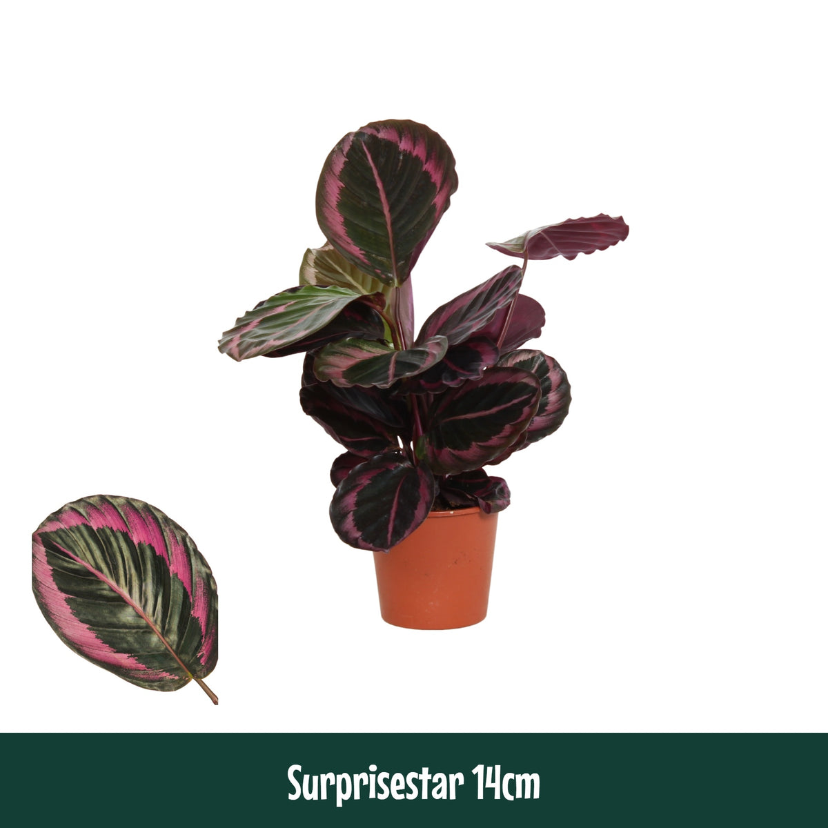 Calathea Surprisestar 45cm 14cm Pot