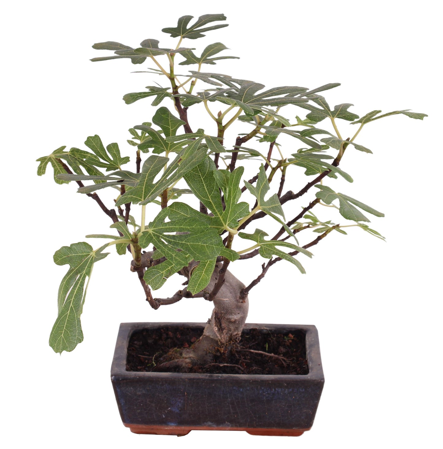 Bonsai Metasequoia Forest 35cm 20cm Pot
