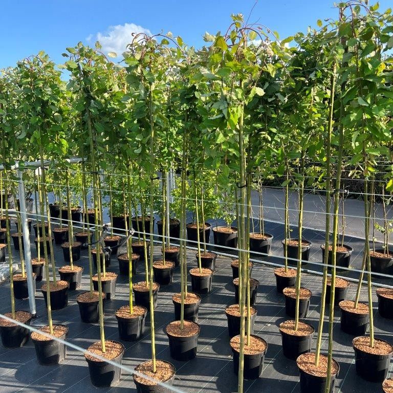 Salix caprea Kilmarnock 190cm 26cm Pot