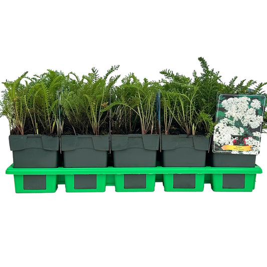 Achillea mil. White Beauty 25cm 11cm Pot