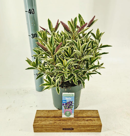 Hebe Celebration 40cm 17cm Pot