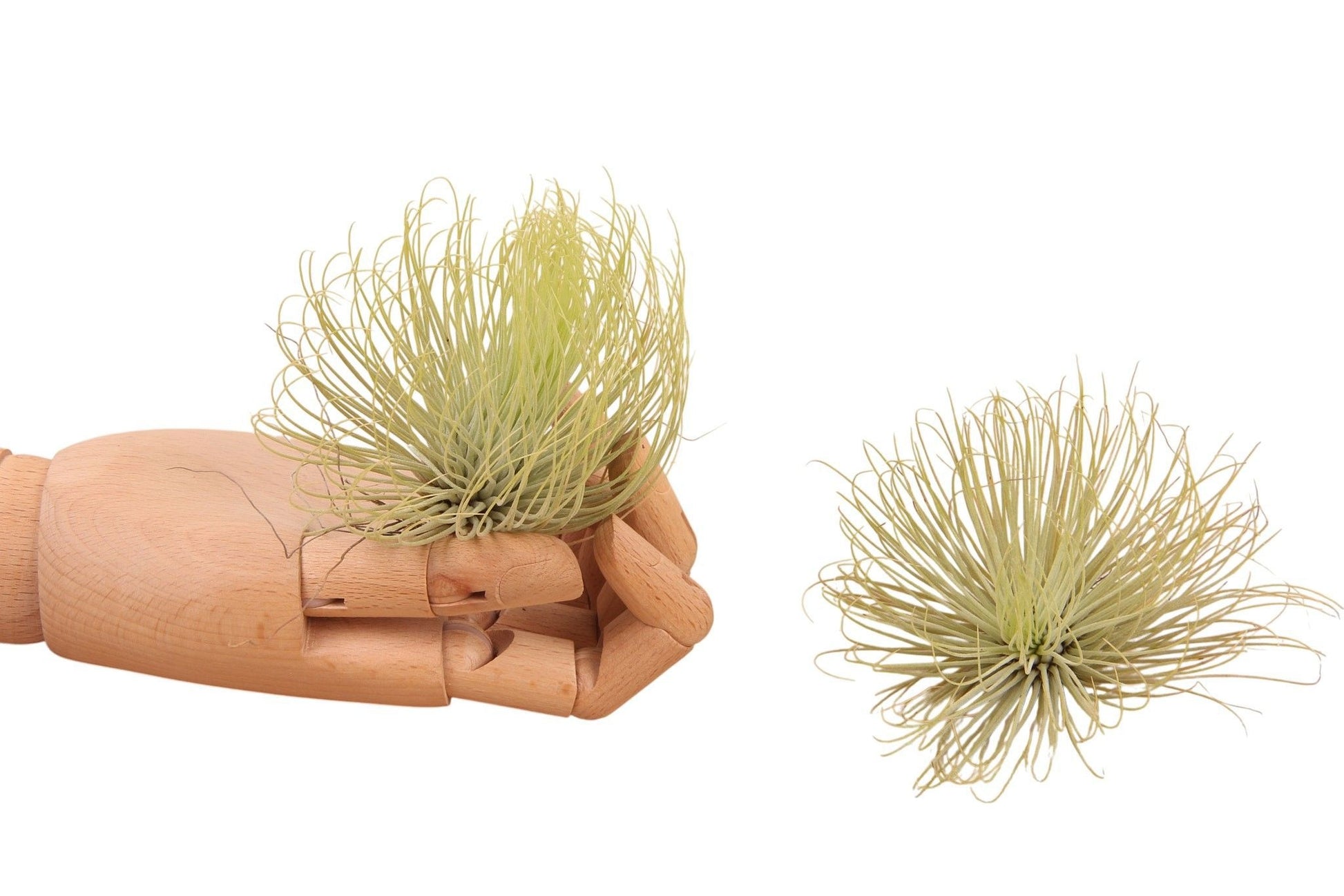 Tillandsia ionantha 10cm 998cm Pot