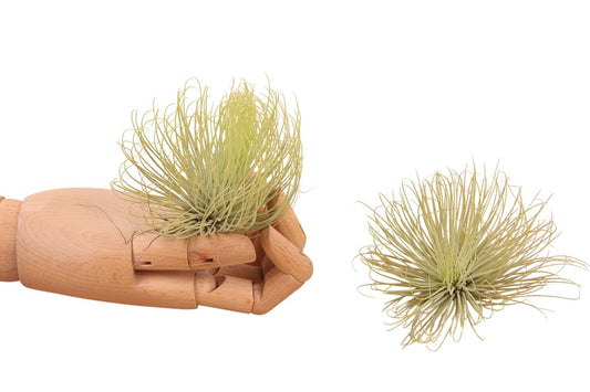 Tillandsia ionantha 10cm 998cm Pot