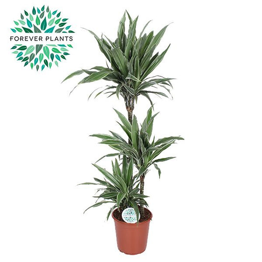 Dracaena fragrans Warneckei 125cm 24cm Pot