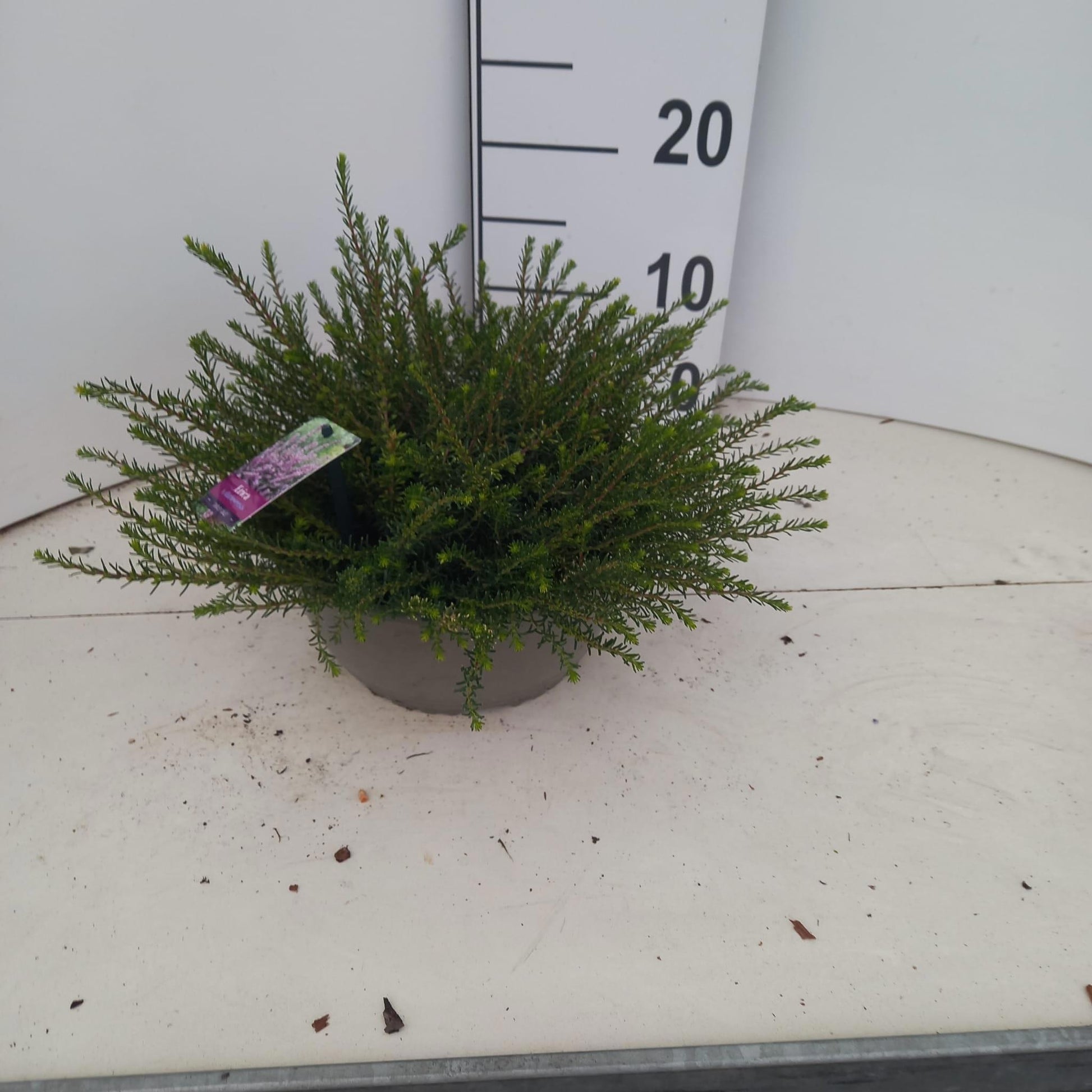 Erica Darley Dale 15cm 23cm Pot