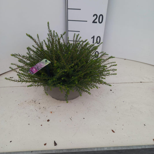Erica Darley Dale 15cm 23cm Pot
