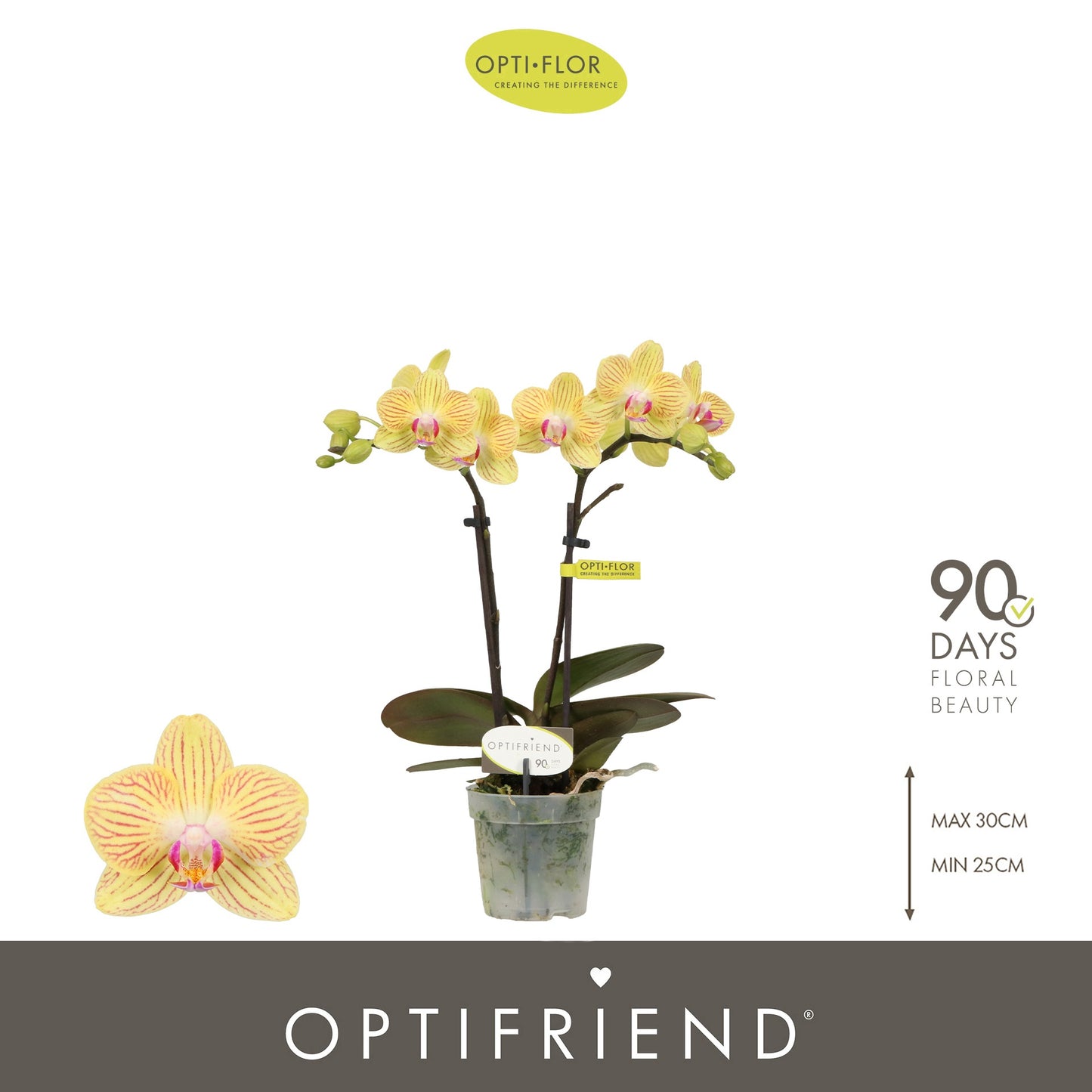 Phalaenopsis mf. Stella 25cm 7cm Pot