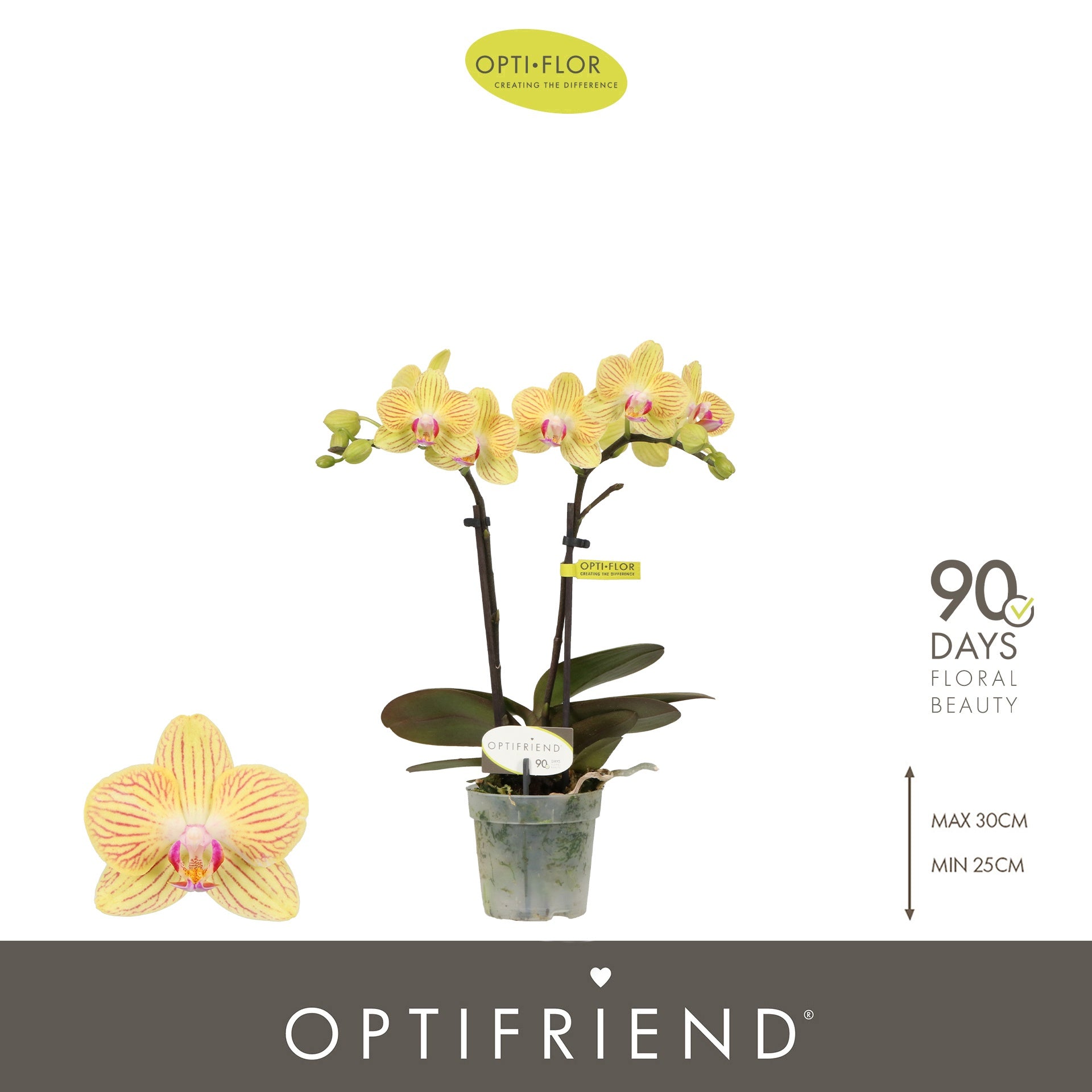 Phalaenopsis mf. Stella 25cm 7cm Pot