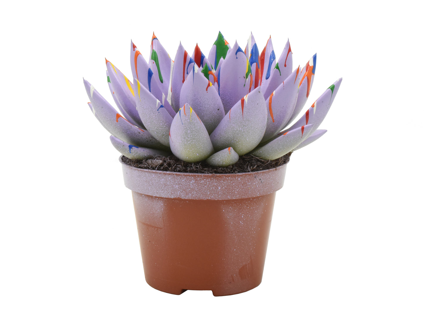 Echeveria colored Splash pastel purple 13cm 10.5cm Pot