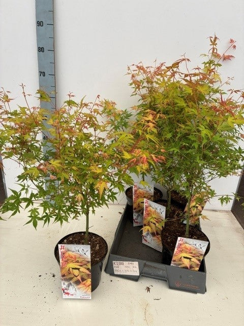 Acer Katsura 60cm 19cm Pot