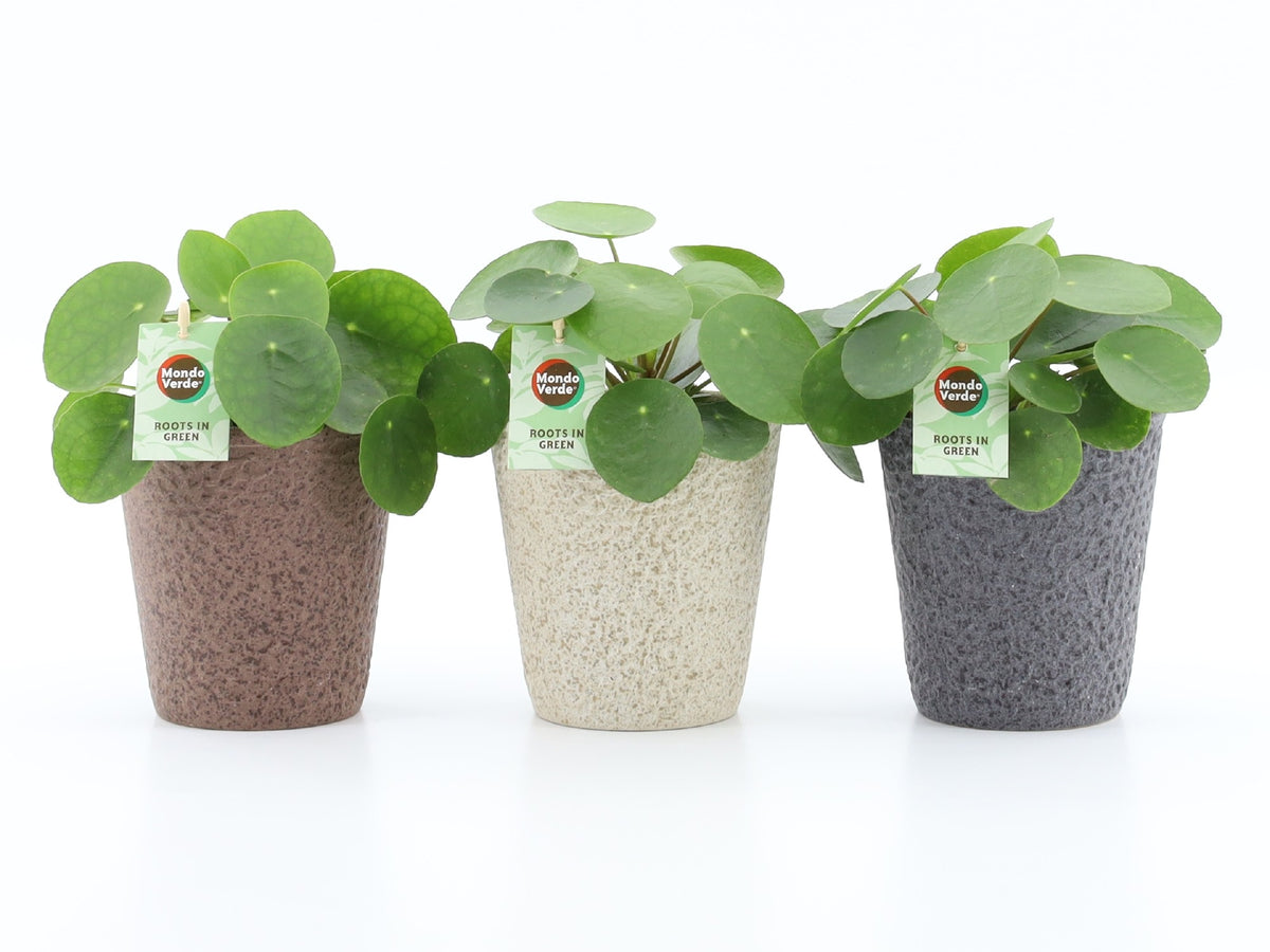 Pilea peperomioides 25cm 13cm Pot