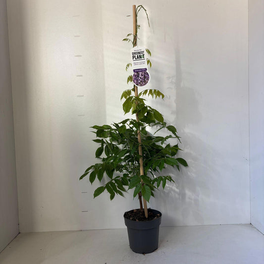 Wisteria Prolific 100cm 17cm Pot