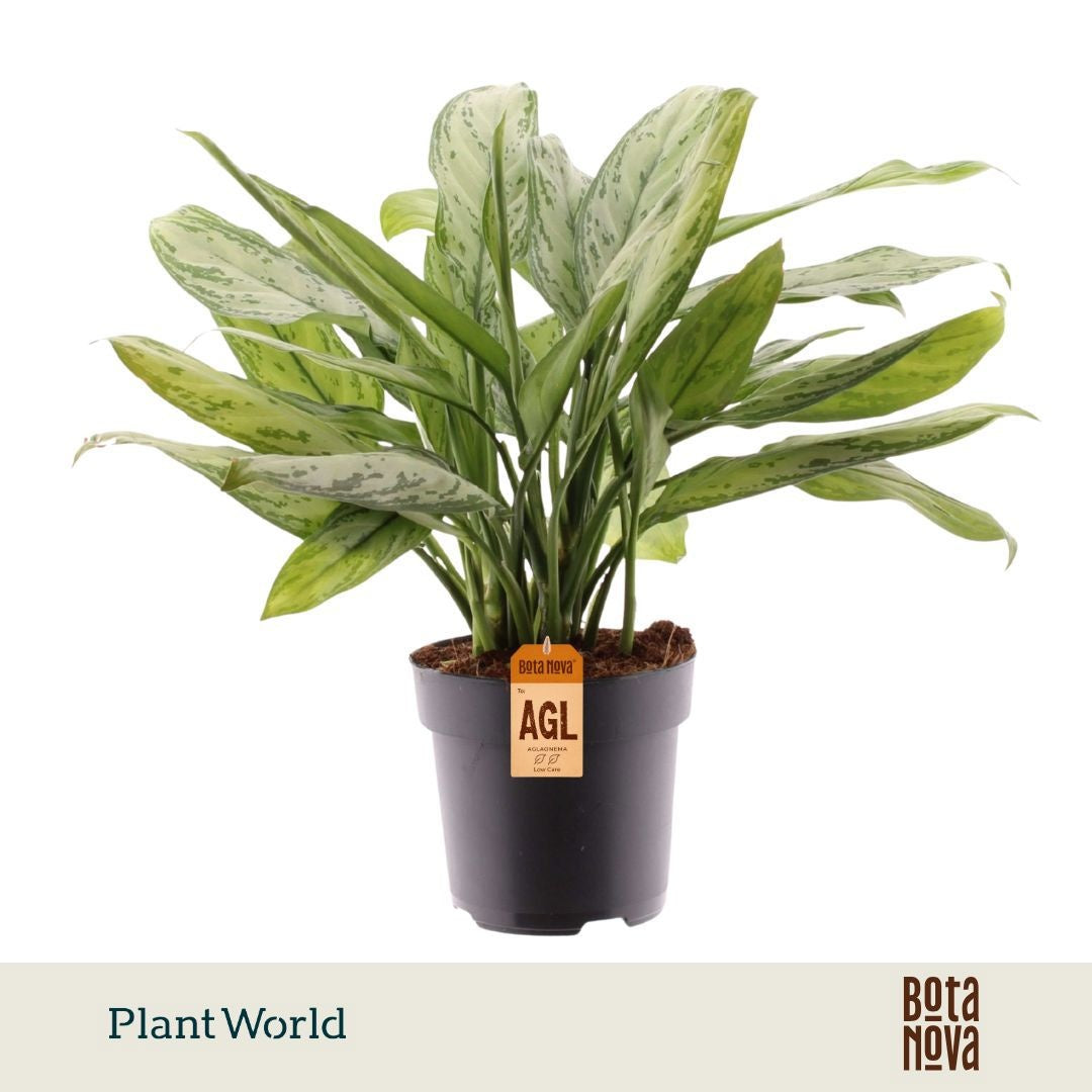 Aglaonema Silver Queen 50cm 17cm Pot