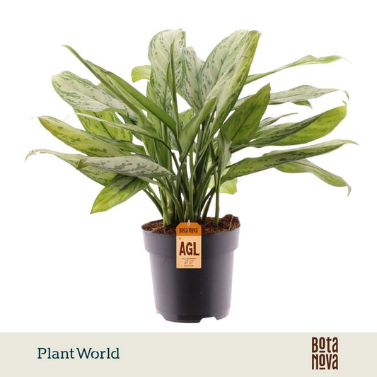 Aglaonema Silver Queen 50cm 17cm Pot