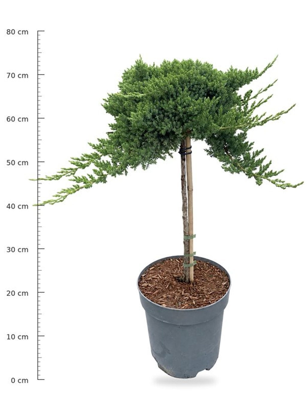 Juniperus procumbens Nana 75cm 26cm Pot