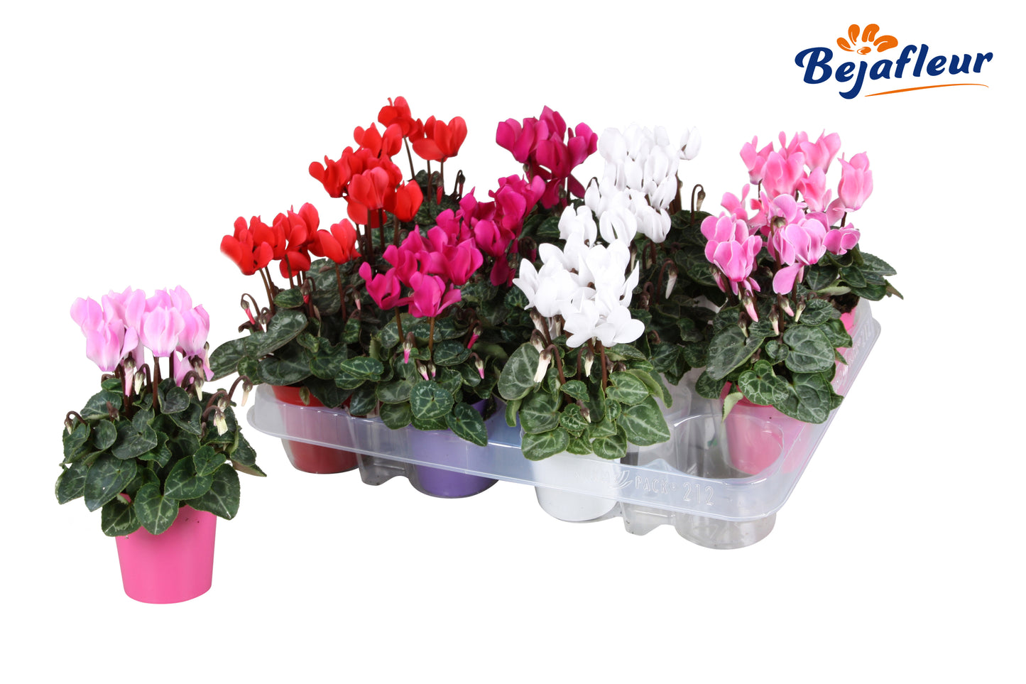Cyclamen micro mix 15cm 8cm Pot