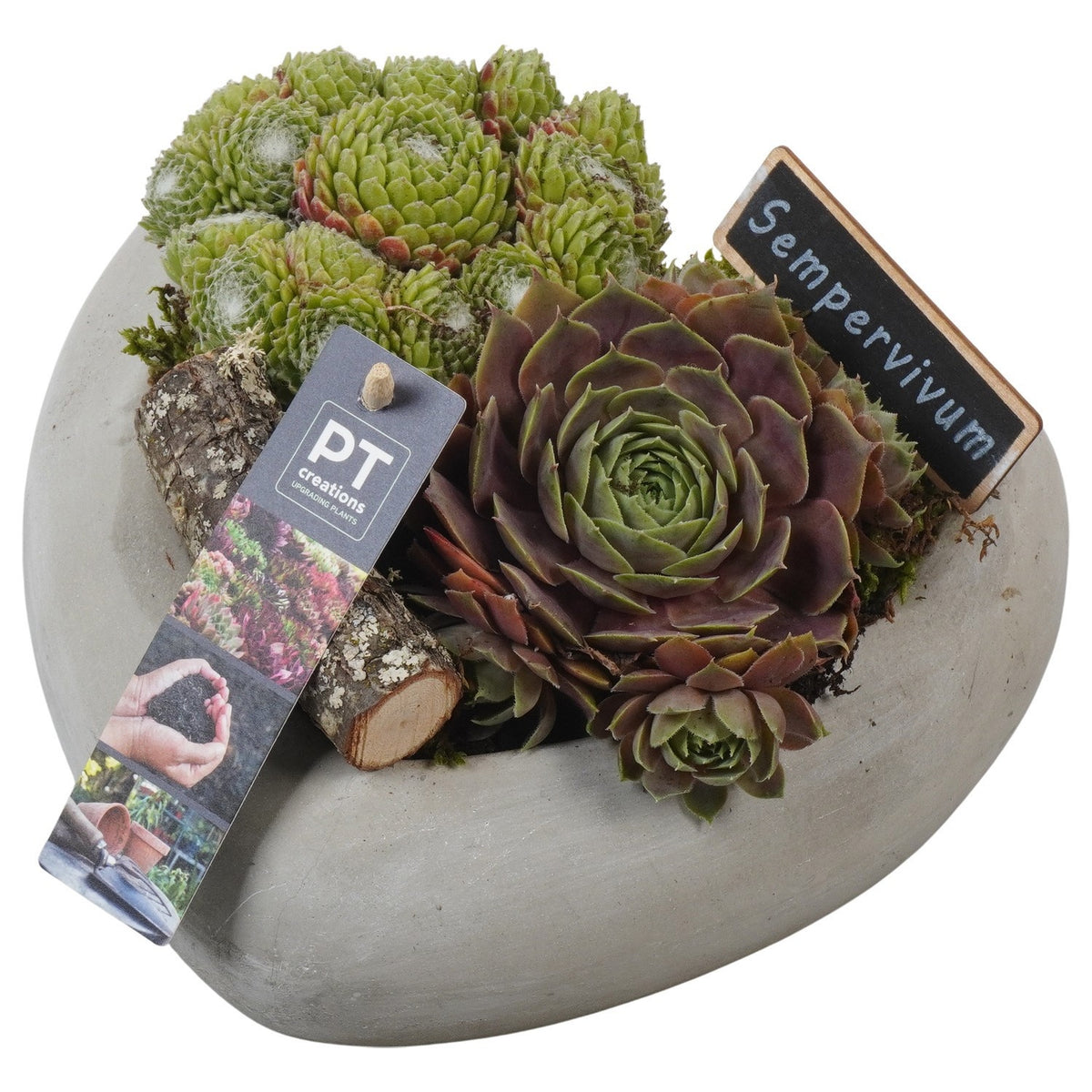 arr. Sempervivum 14cm 20cm Pot