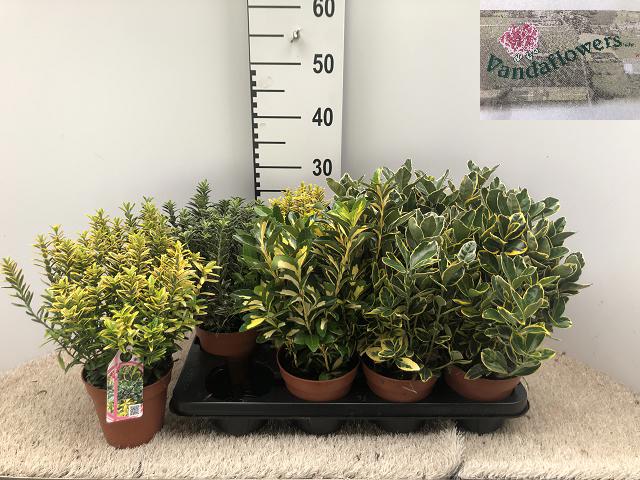 Euonymus japonicus mix 25cm 13cm Pot