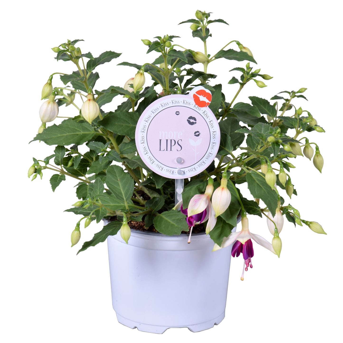 Fuchsia Bella Nora 22cm 12cm Pot