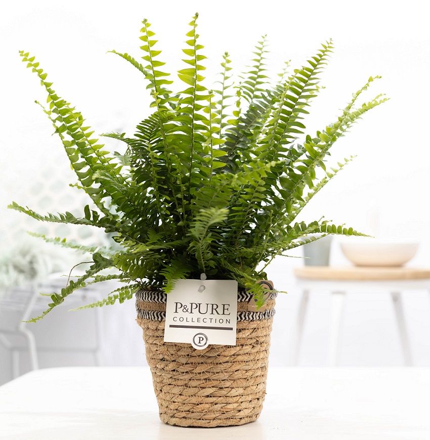 Nephrolepis Green Lady 35cm 12cm Pot