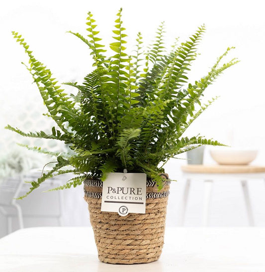 Nephrolepis Green Lady 35cm 12cm Pot