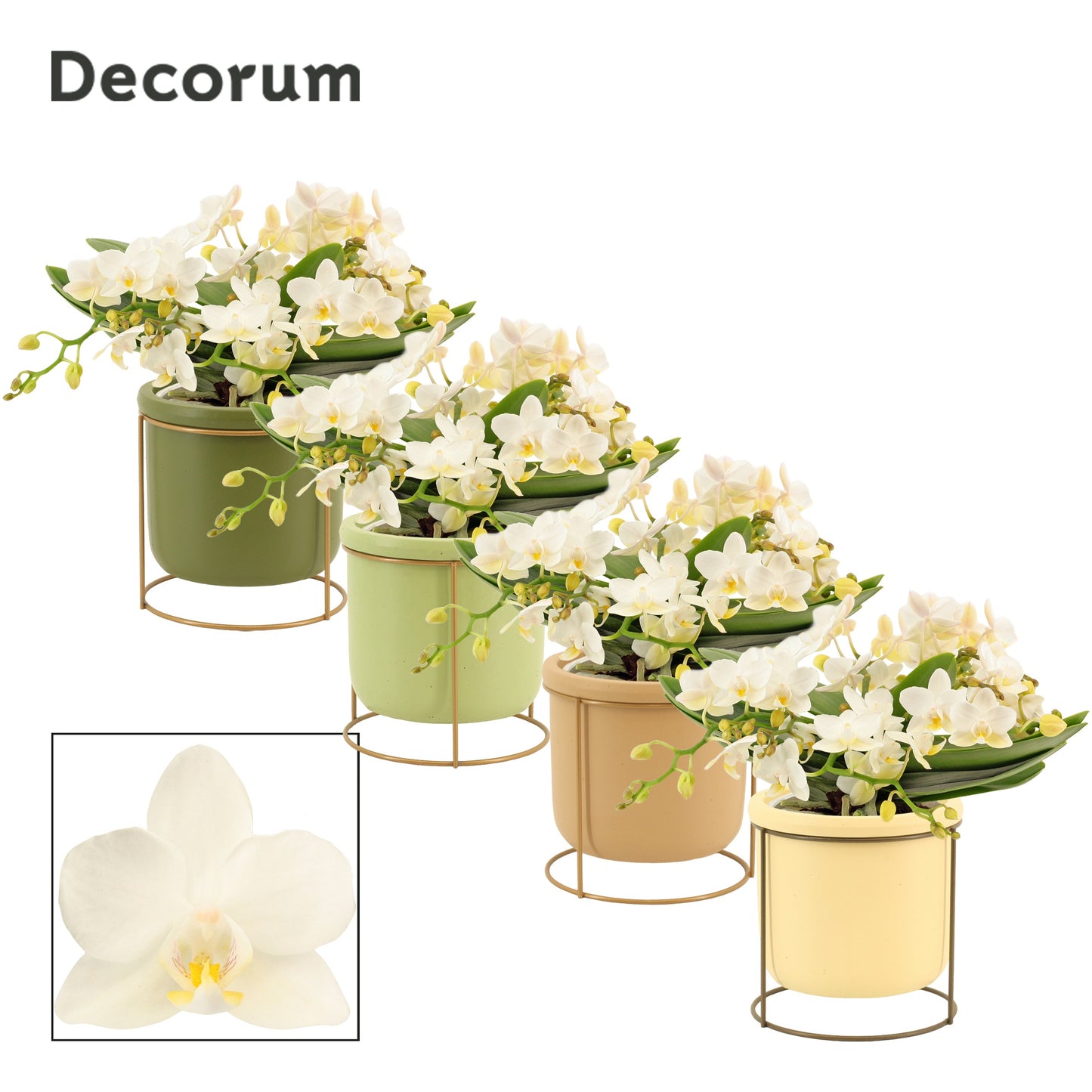Duijn-Hove BV, kwekerij Phalaenopsis mf. Nazare Pack of 4