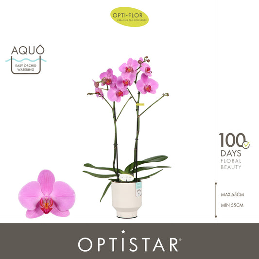 Phalaenopsis pink 60cm 12cm Pot