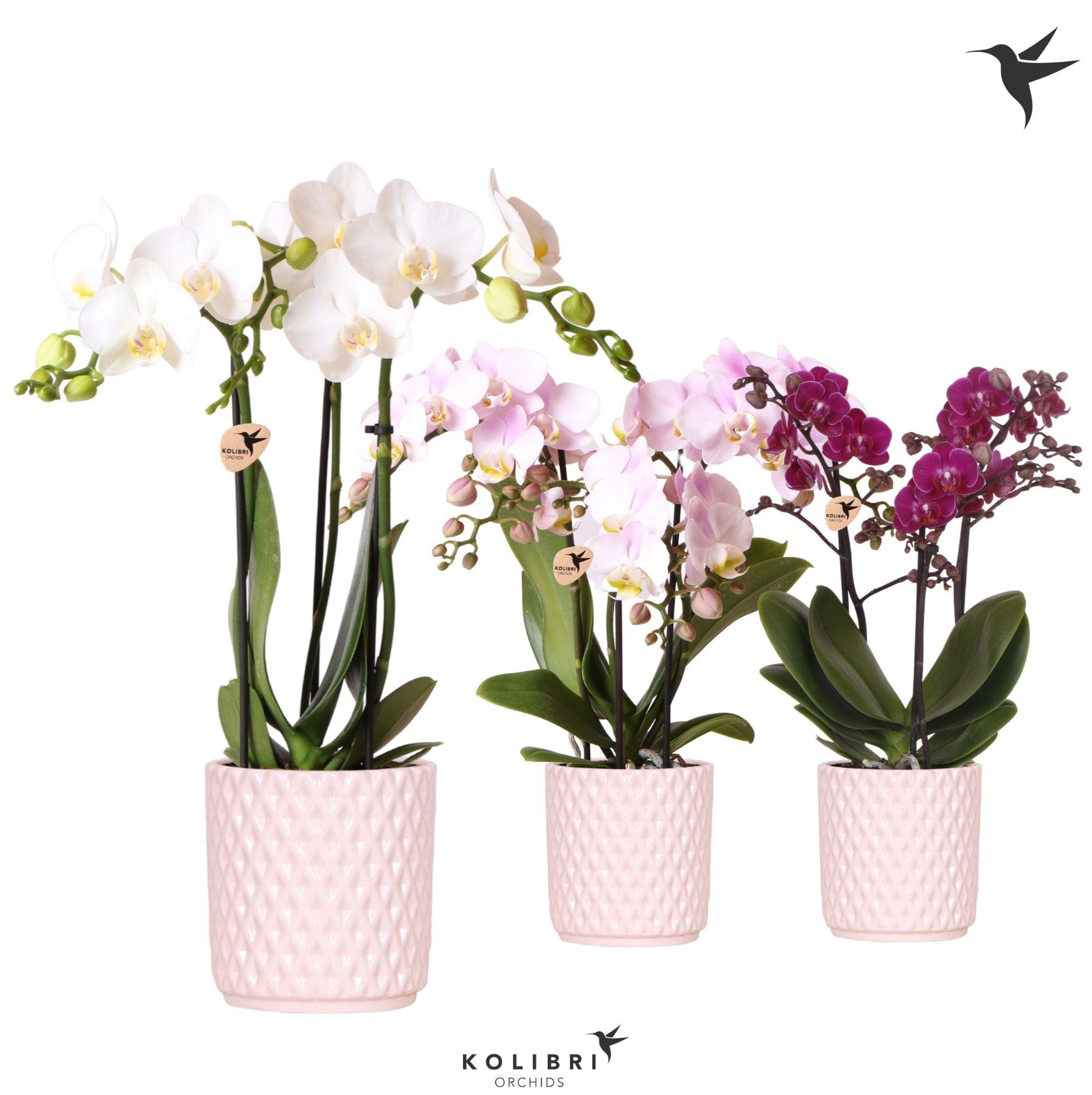 Kolibri Orchids Phalaenopsis mix 3 spike in Diamond pot Nude 40cm 9cm Pot