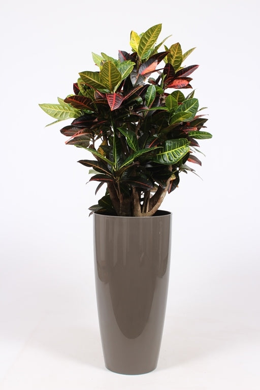 Codiaeum Petra 140cm 33cm Pot