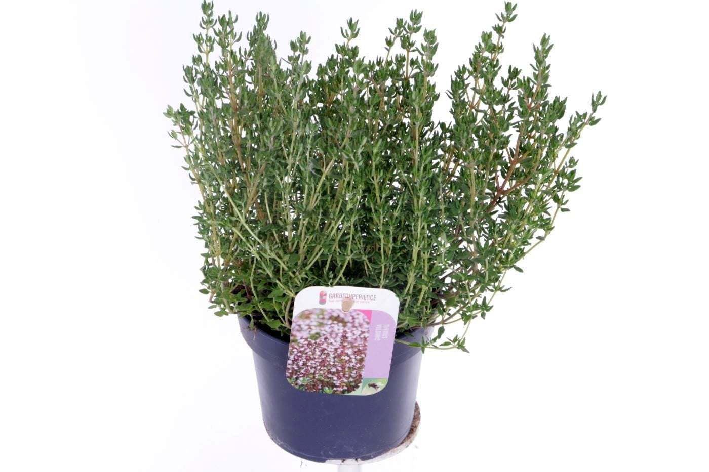Thymus vul. Compactus 3cm 13cm Pot