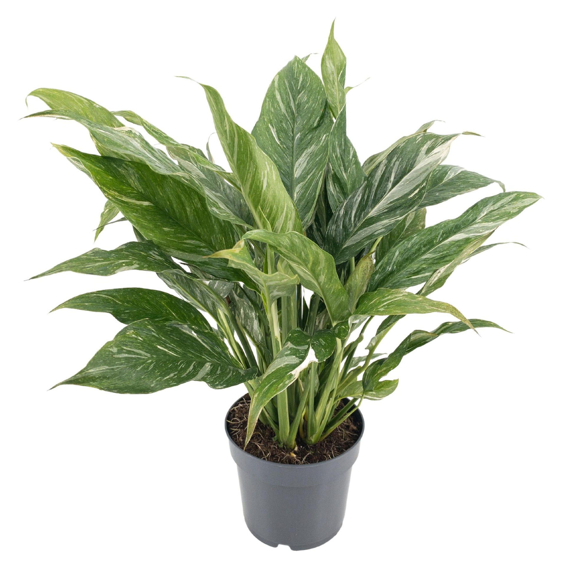 Spathiphyllum Diamond 50cm 14cm Pot