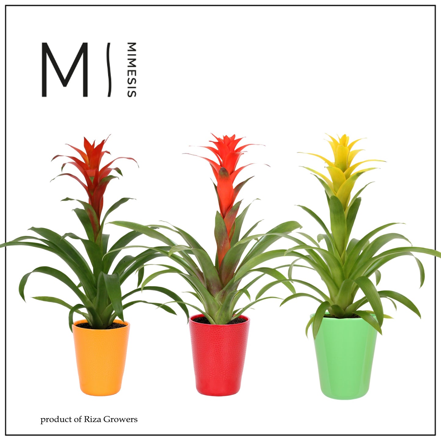 Riza Bromelia Specialist Guzmania mix in Florence pot Pack of 6