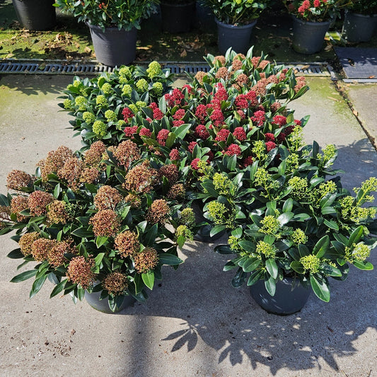 Skimmia mixlaag 60cm 27cm Pot