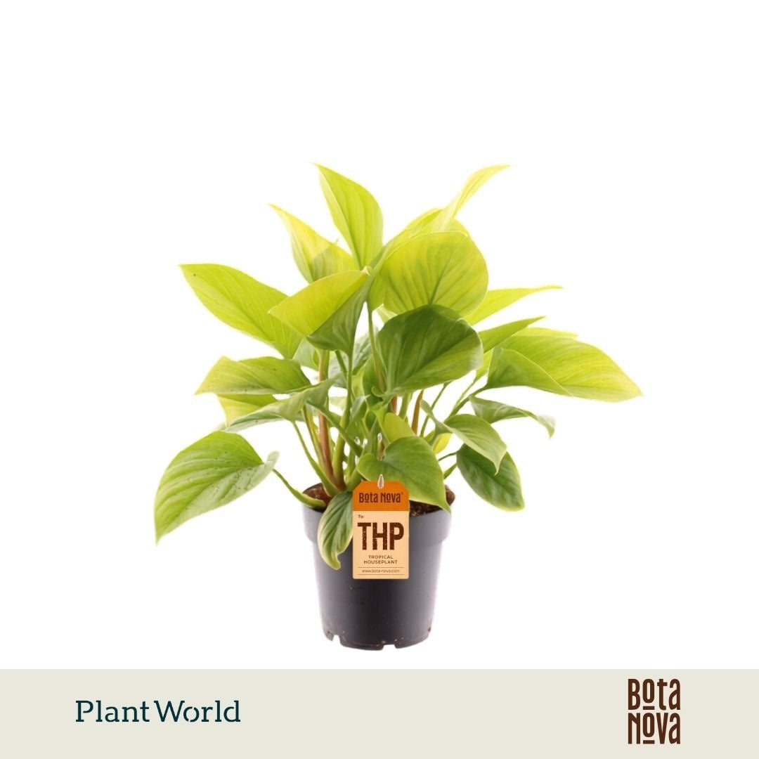 Homalomena Lemon Lime 30cm 14cm Pot