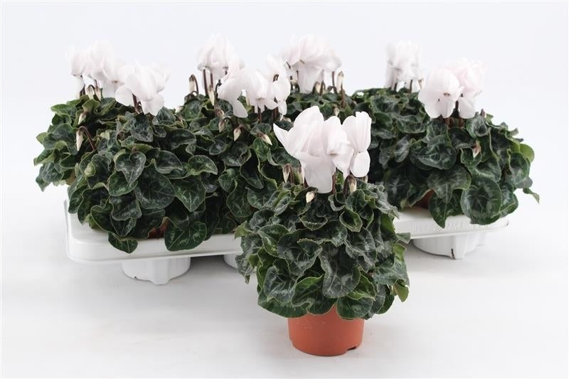 cyclamen midi white 20cm 10.5cm Pot