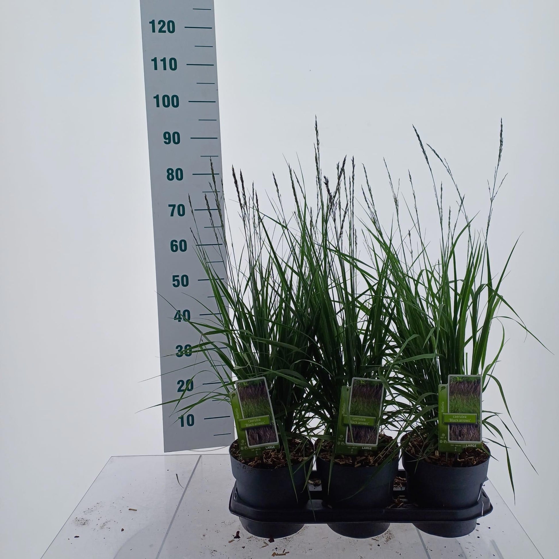 Molinia caerulea mix 75cm 19cm Pot