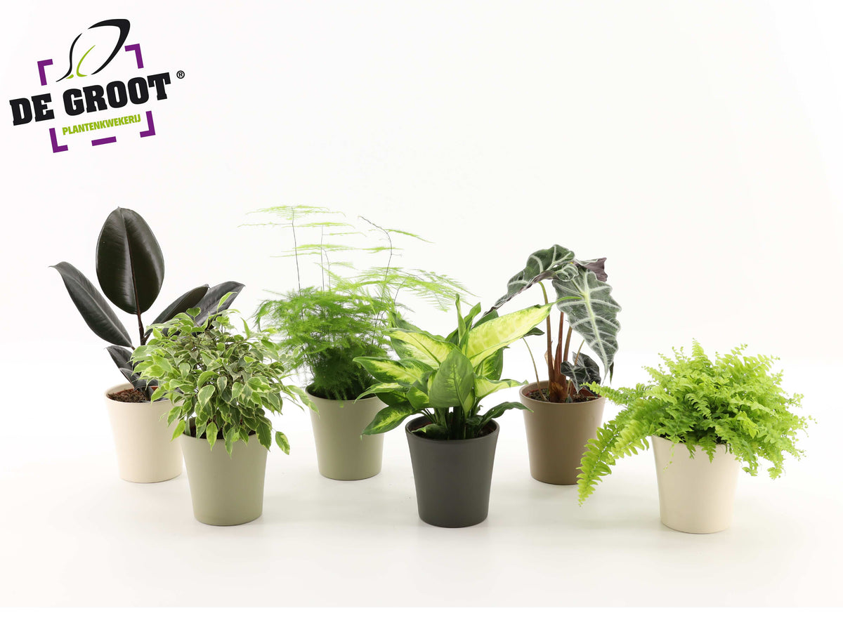 Foliage houseplants mix 35cm 12cm Pot
