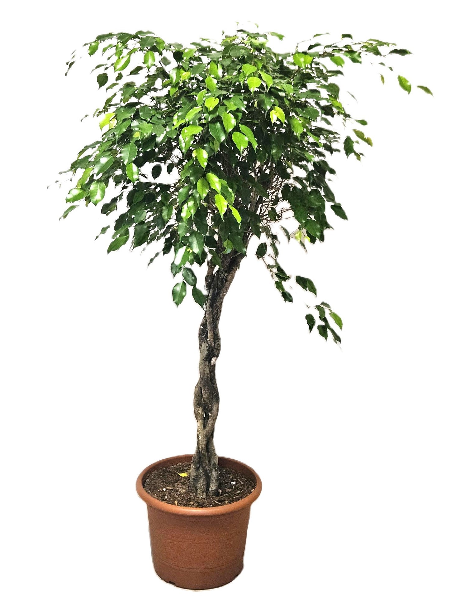 Ficus benj. Exotica 190cm 45cm Pot