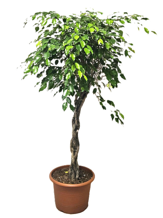 Ficus benj. Exotica 190cm 45cm Pot