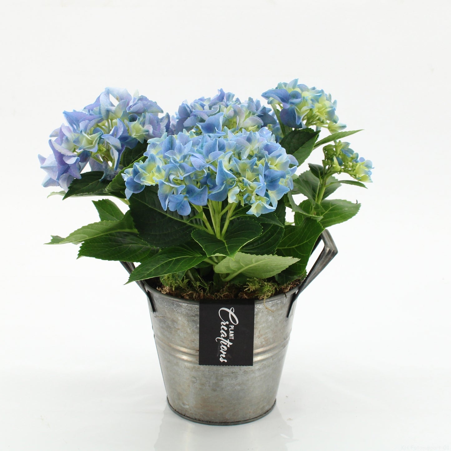 KHCR-2613B Hydrangea creations 30cm 14cm Pot