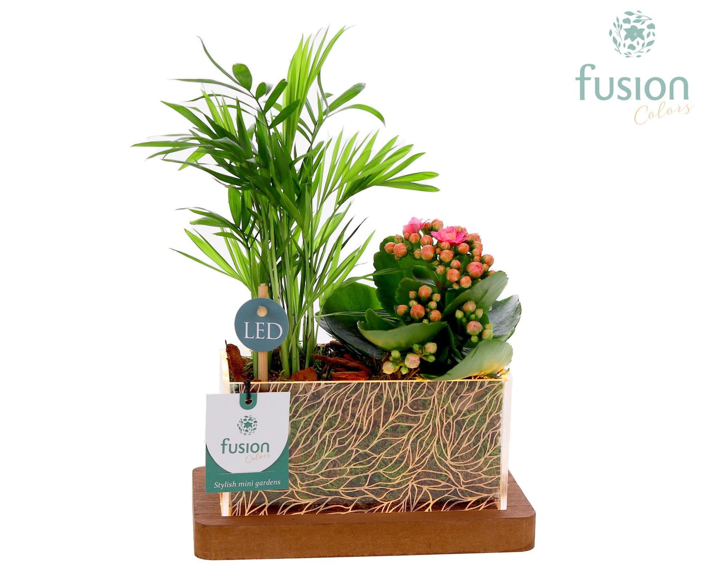 Acryl bakje LED rechthoek met Arrangement kalanchoe en chameadorea 2pp 29cm 19cm Pot