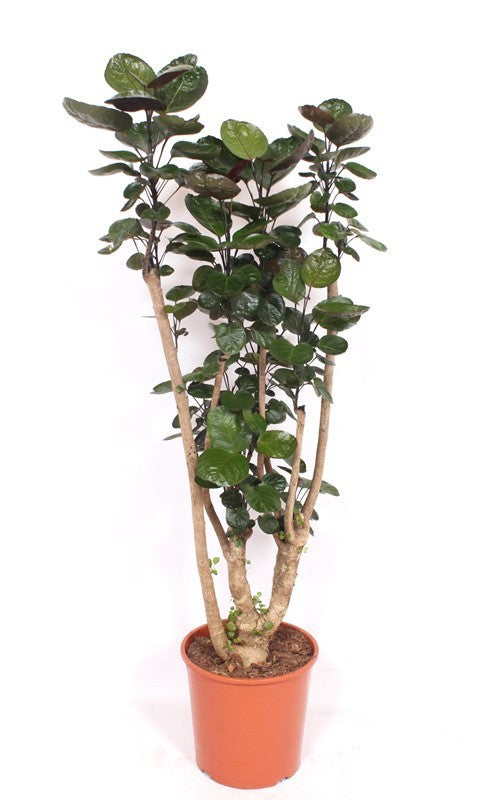 Polyscias Fabian 130cm 30cm Pot