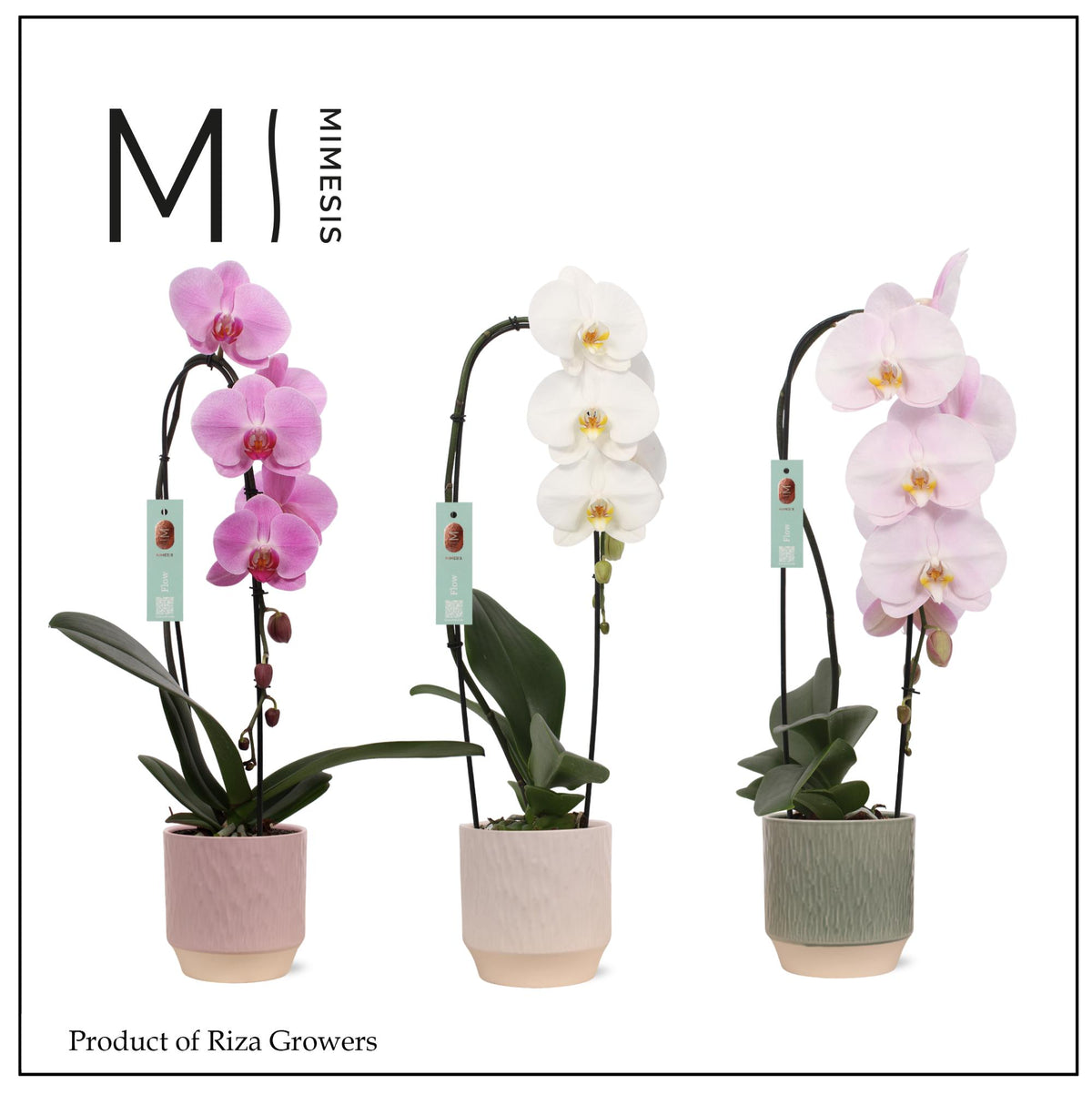 Phalaenopsis Hybrid 45cm 12cm Pot
