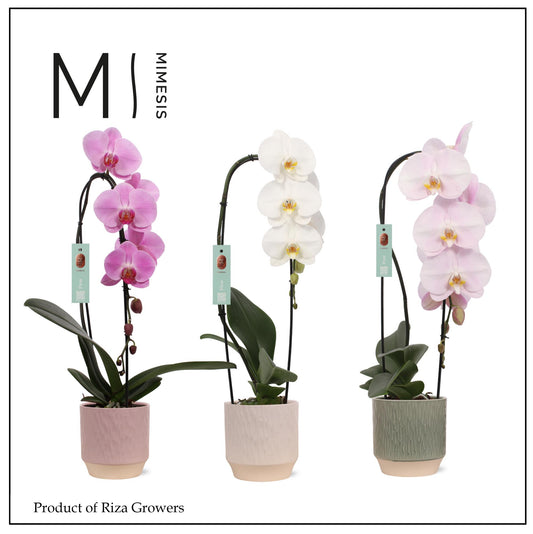 Phalaenopsis Hybrid 45cm 12cm Pot