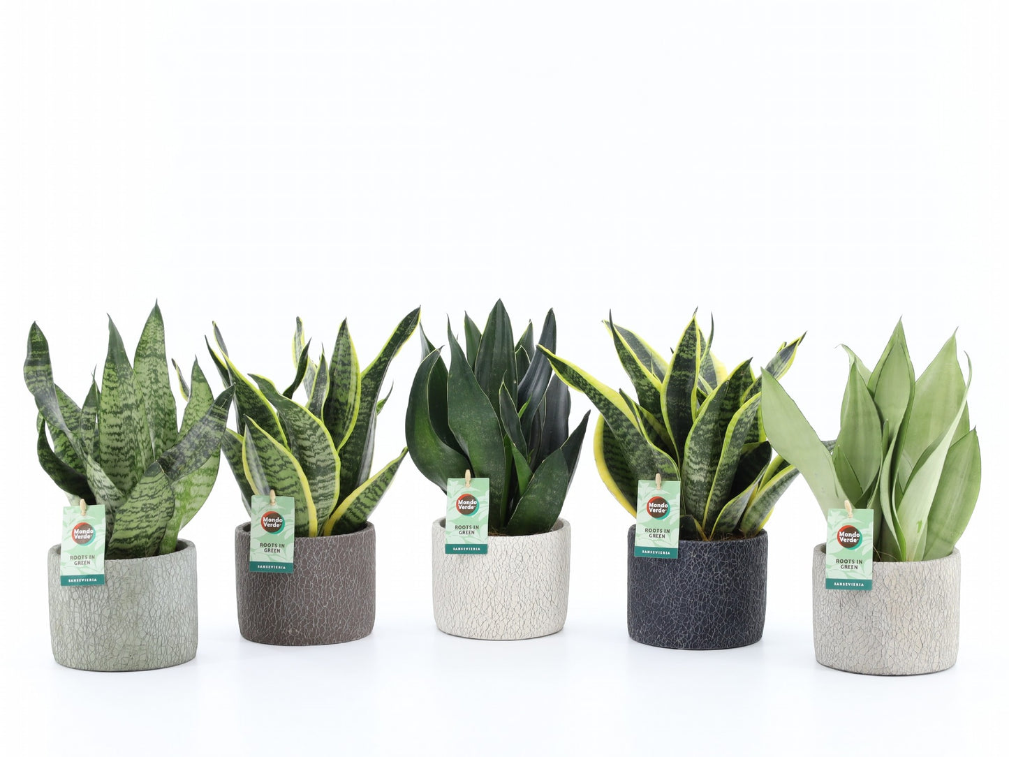 Mondo Verde (Bakker) Sansevieria Pack of 5