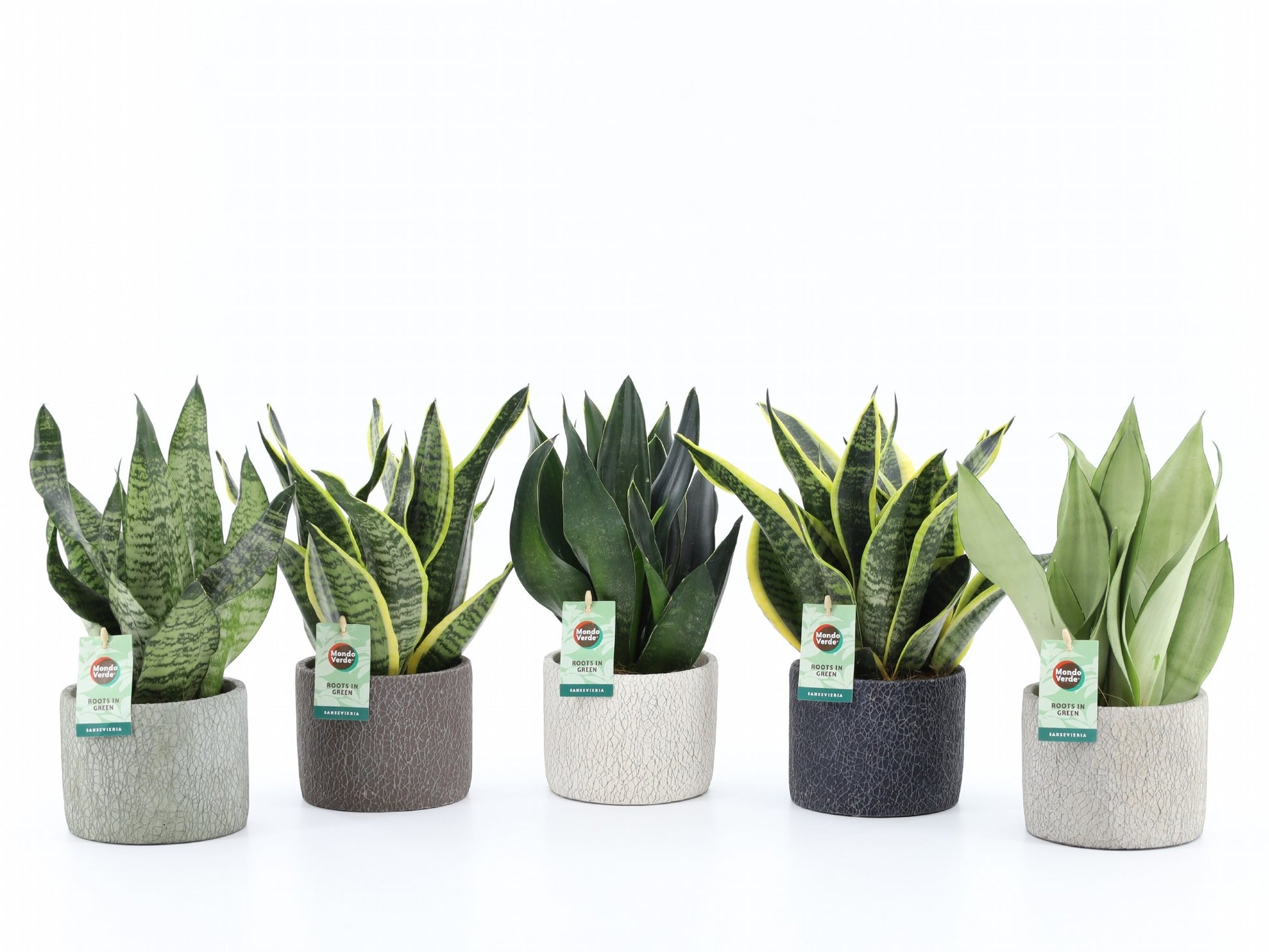 Mondo Verde (Bakker) Sansevieria Pack of 5