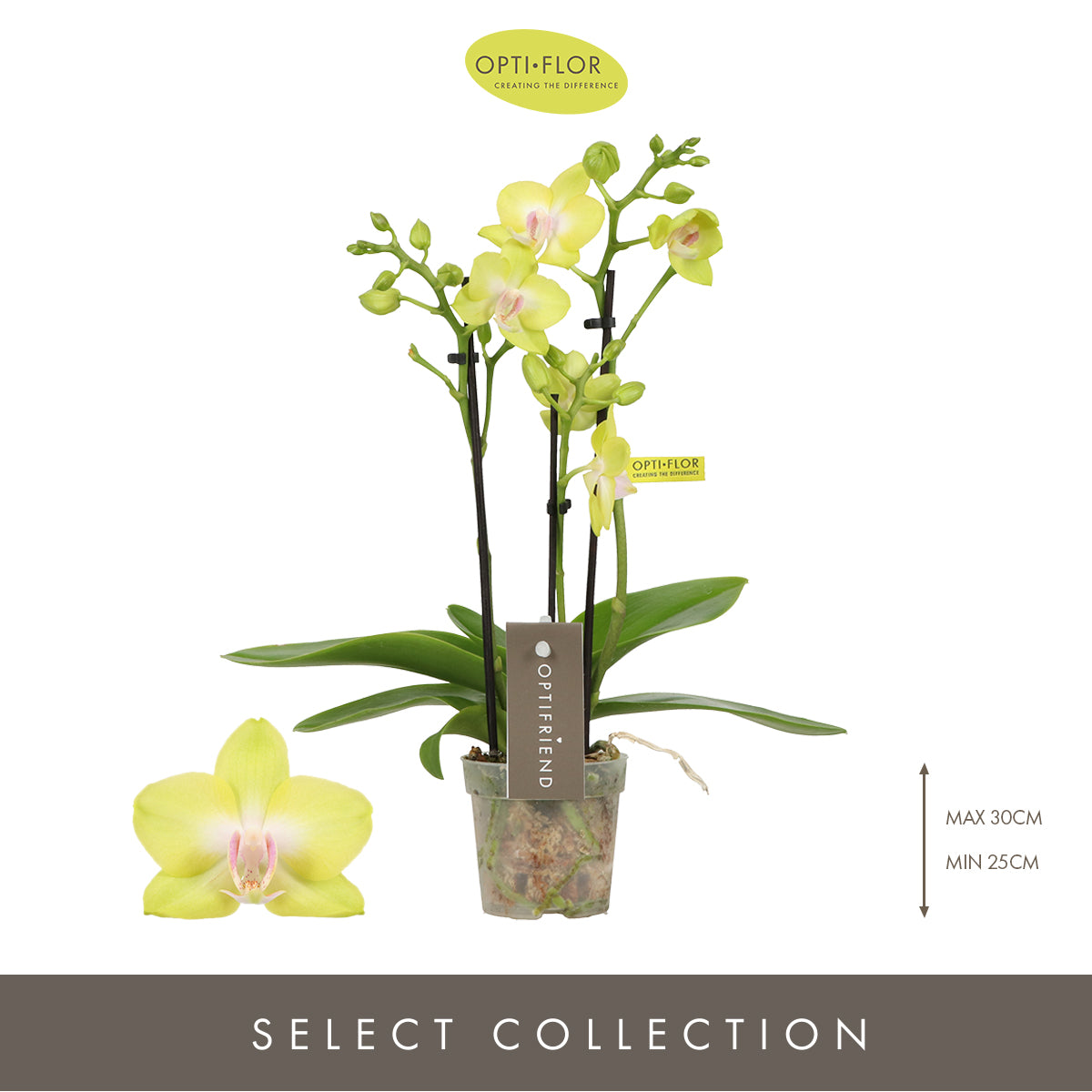 Phalaenopsis yellow 25cm 7cm Pot