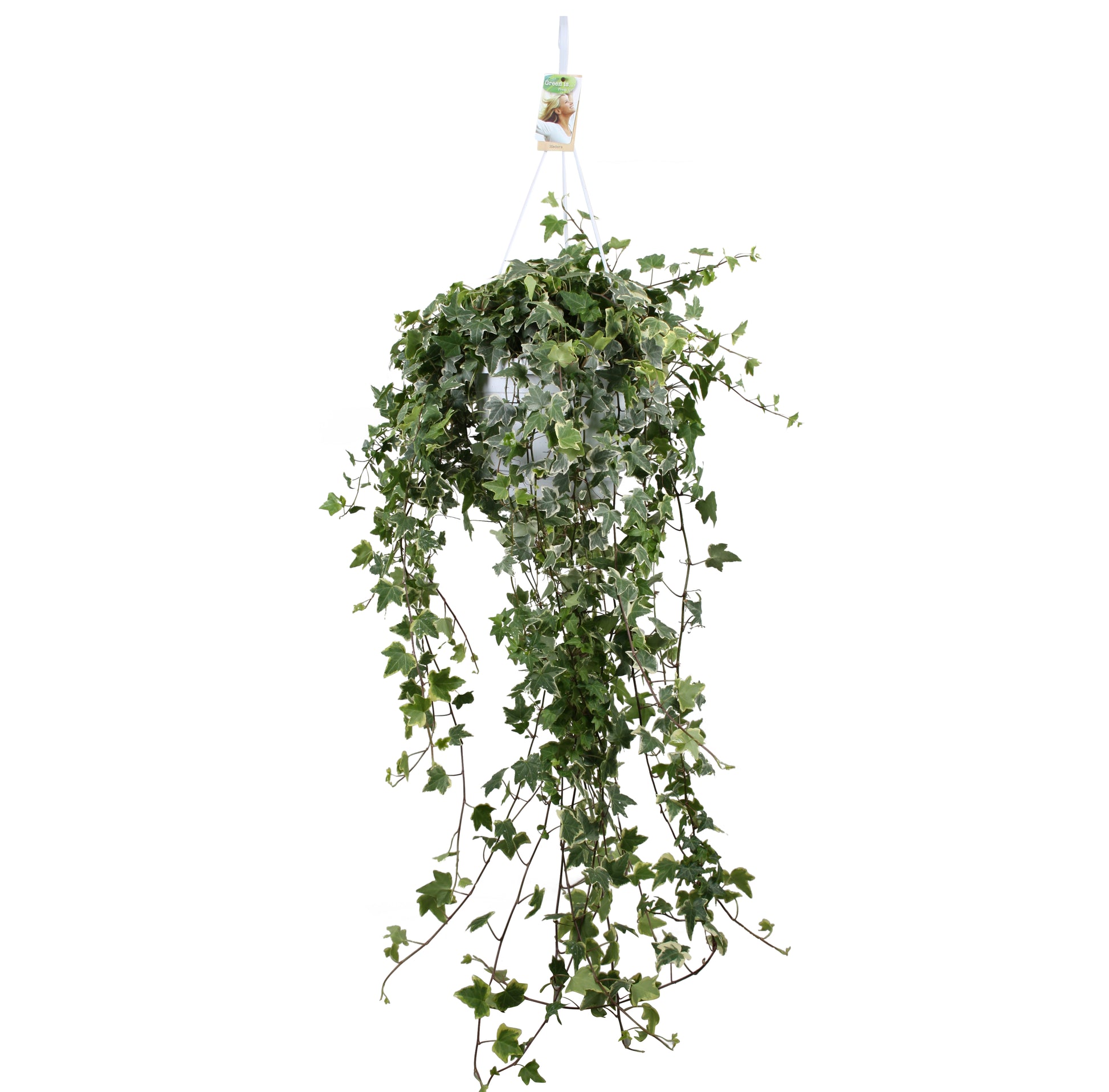 Hedera helix Eva 24cm Pot