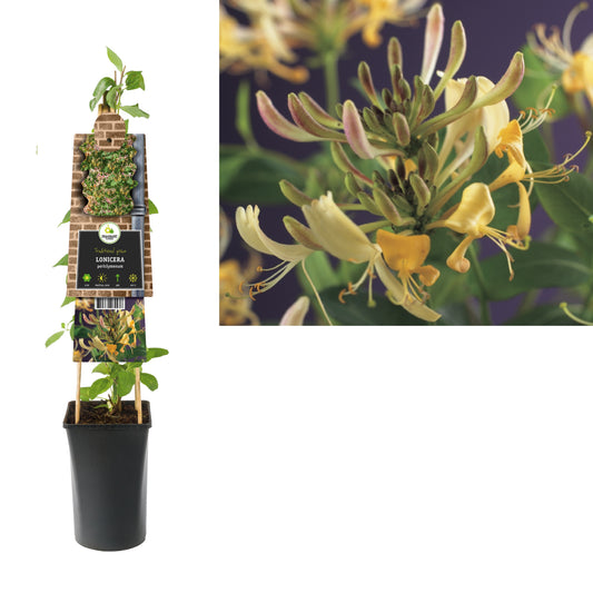 Lonicera periclymenum 75cm 17cm Pot