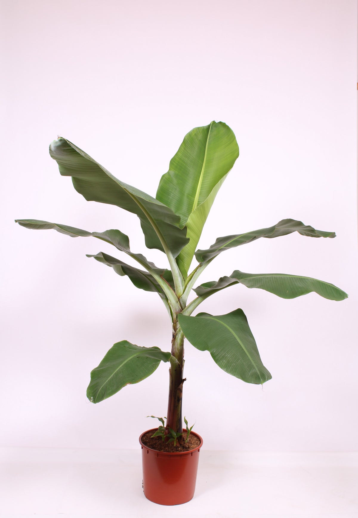Musa Dwarf Cavendish 170cm 34cm Pot
